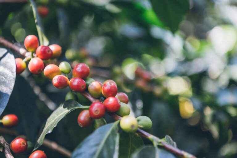 How Altitude and Climate Impact the Flavor of Your Coffee Beans