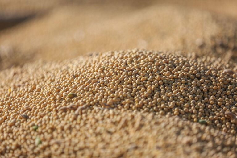 Tane-Koji: The Blueprint of Soy Sauce